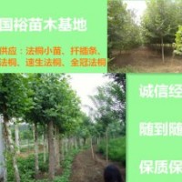 供應(yīng)10公分法桐裸根定桿法桐山東濟(jì)寧法桐價(jià)格
