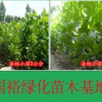 常年供應(yīng)2公分速生法桐扦插條山東東營(yíng)培育技術(shù)