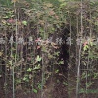 供應(yīng)地徑1公分2公分3公分4公分楓香苗