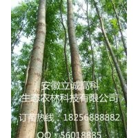 高峰竹柳，美國(guó)竹柳，快繁苗，渤海3號(hào)，竹柳扦插苗