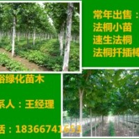 兩年冒18公分法桐價(jià)格河北廊坊2014最新報(bào)價(jià)