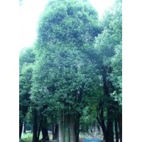 森潤園林0232號三桿香樟樹胸徑為φ38，φ37，φ44三支，開度小且