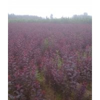 供小苗速生國槐，速生白蠟，垂柳，太陽李，臭椿,北欒，五角楓