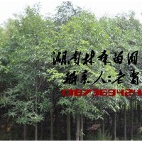 紅花木蓮價格,8-12公分紅花木蓮價格