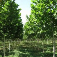 常年供應(yīng)各種規(guī)格的法桐