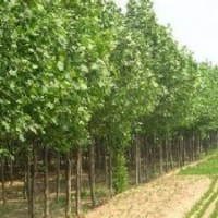 梧桐樹價格精品優(yōu)質(zhì)梧桐樹報價