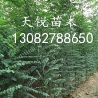 山東國槐小苗供應(yīng)閃，山東國槐小苗價格，冠縣國槐