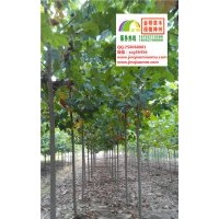 3公分4公分5公分速生法桐清地價(jià)大量供應(yīng)