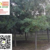 13、14、15公分二年帽白蠟