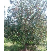 15公分京紅海棠