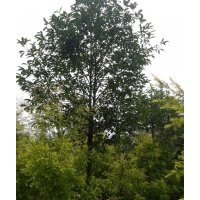 供應(yīng)樂昌含笑