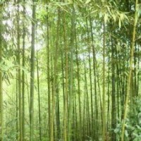 垂柳供應南京垂柳基地金絲垂柳產(chǎn)地直銷