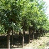 2-25苗木國槐.白蠟.法桐.合歡