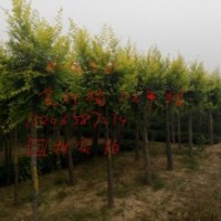 毛白楊、107速生楊、北欒苗、速生國槐