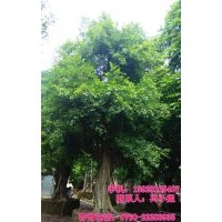 供應(yīng)：細(xì)葉榕