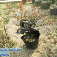 供應(yīng)：紅繼木