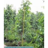 供應(yīng)：睡榕