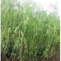 供應(yīng)垂柳，平頭垂柳，嫁接垂柳