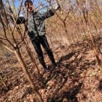 供山桃稠李胸徑2－3到5公分