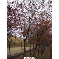 大量供應3CM櫸樹