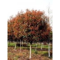 安徽合肥（肥西）紅葉石楠