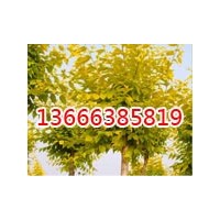 好的毛白楊哪里找?生態(tài)綠苗木