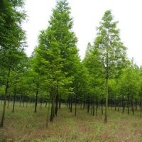 今年10公分水杉價格浙江水杉基地