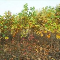 胸徑18公分楓香報價安徽楓香基地