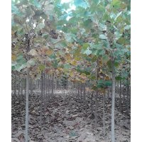供應(yīng)各種綠化苗木