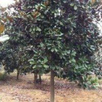 最新廣玉蘭價格 10-20公分廣玉蘭價格 廣玉蘭價格