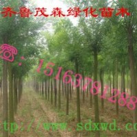 哪里有6公分國(guó)槐出售