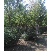 出售5-12公分嫁接香花槐