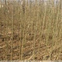 皂角苗山西皂角苗價(jià)格1-2年生皂角苗皂角種子