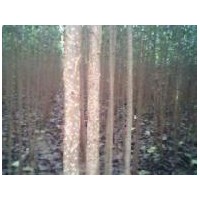 出售2公分107速生楊，3公分速生楊，4公分速生楊