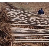 速生法桐二年苗三到五公分