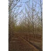 12公分公分法桐