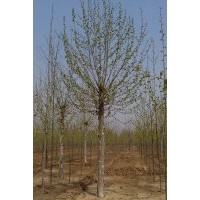 山東法桐基地 速生法桐十五公分一年冠
