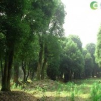 益陽大規(guī)格香樟-精品大型古香樟