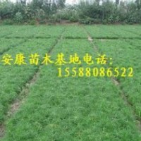 提供30-40-50-60-70-80-90油松 油松小苗 油松樹苗(圖)