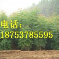 0.8公分北欒小苗