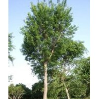 楓楊樹價格_楓楊樹圖片