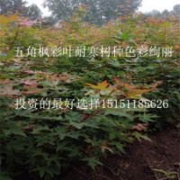 五角楓的種植前景 風(fēng)景觀葉林木小苗2年生五角楓苗批發(fā)價(jià)供應(yīng)