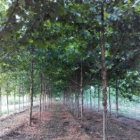 法國梧桐 法國梧桐價(jià)格 法國梧桐圖片