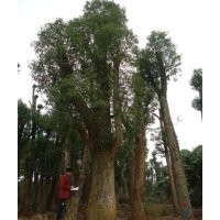 供應(yīng)移植3年以上香樟，規(guī)格種類繁多。