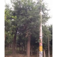 山東云杉，2，3,4，5米云杉，云杉價(jià)格。