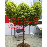 提供1.5米側(cè)柏2米側(cè)柏苗2.5米側(cè)柏苗