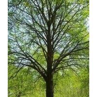 大量供應(yīng)8-80公分銀杏樹