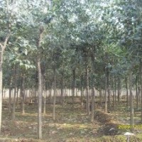 高桿女貞大葉女貞3-15公分直銷