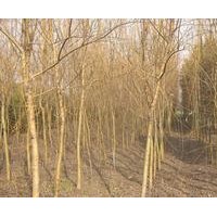 一年生垂柳小苗價(jià)格5公分垂柳價(jià)格