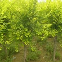 供應(yīng)20萬(wàn)棵紅葉桃金葉榆，碧桃，榆葉梅，紅梅,綠梅，美人梅